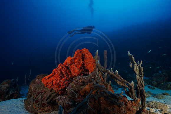 Melissa hangs over a large Elephant ear sponge