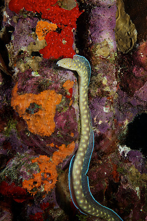 Sharptail Eel roams the reef in search of food