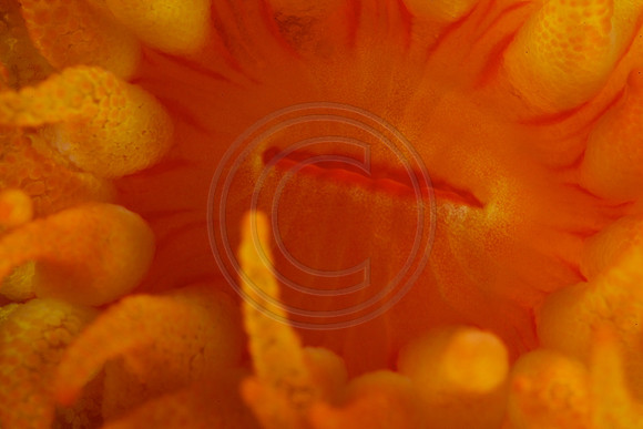 5x life size Yellow Tubestra coral polyp.