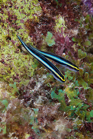 Sharknose Gobies