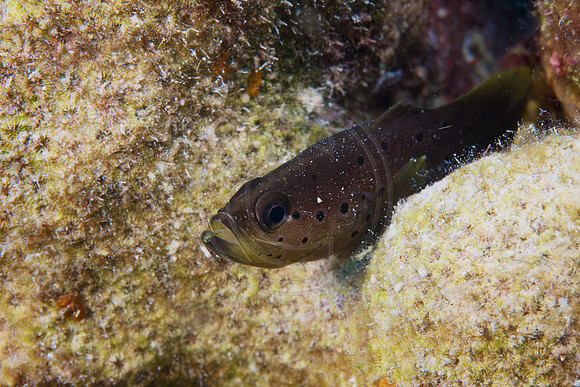 Juvenile Soapfish