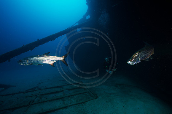 Bonaire Getaway, Bonaire Getaway
