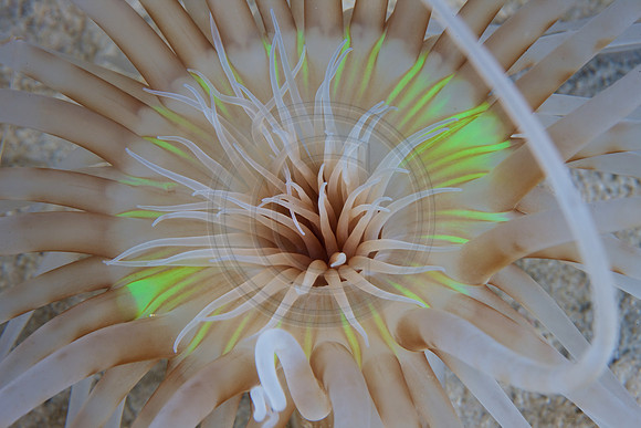 Sand Anenome