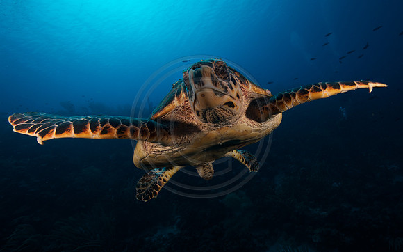 Hawksbill Turtle