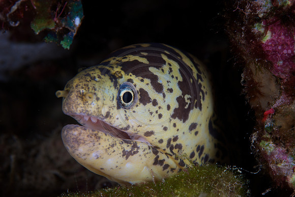 Chain Moray