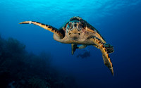 Hawksbill Turtle