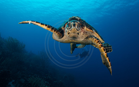 Hawksbill Turtle