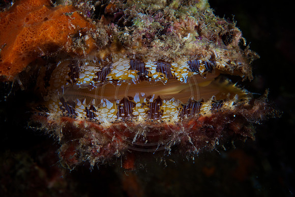 Oyster