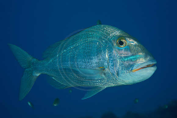 Bonaire Getaway, Bonaire Getaway
