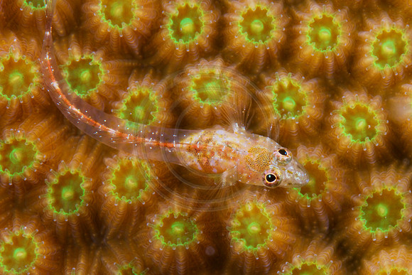 Blenny