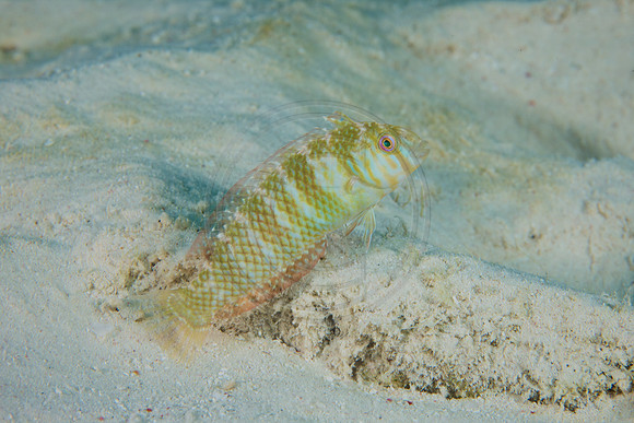 Razorfish