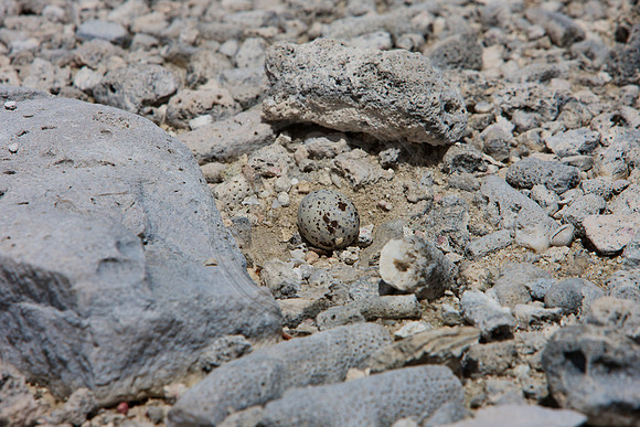 Tern Egg