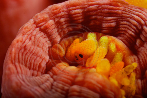 5x life size Yellow Tubestra coral polyp Feeding