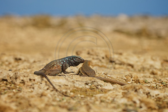 Blue Whip Tail Skink, Slagbaai NP
