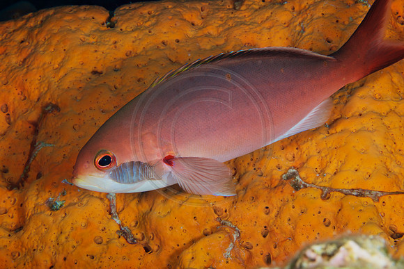 Creole fish