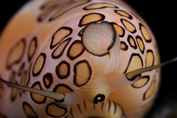 5x life size image of a Flamingo Tongue