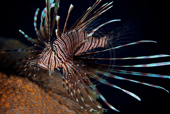 Bonaire Getaway, Bonaire Getaway