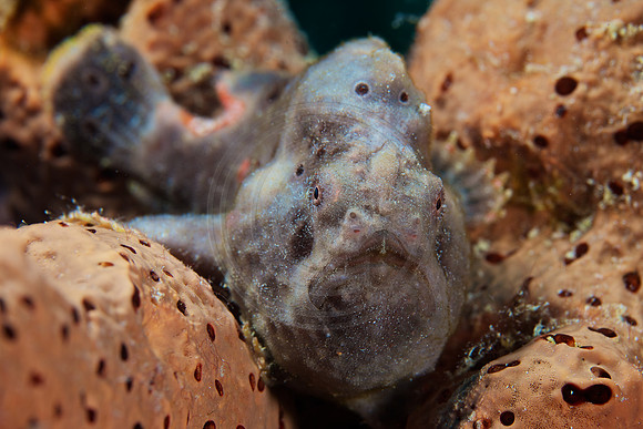 Frogfish
