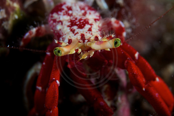 Hermit Crab