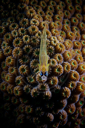 Bonaire Getaway, Bonaire Getaway