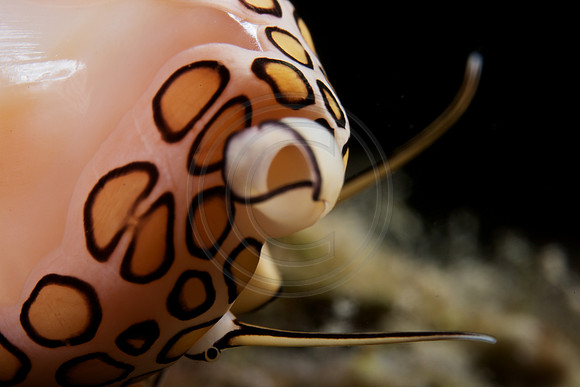 5x life size image of a Flamingo Tongue