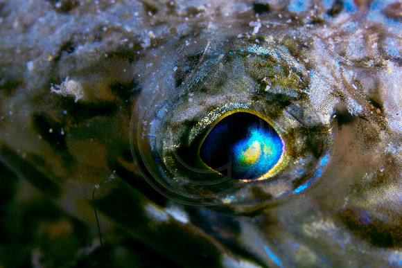 Bonaire Getaway, Bonaire Getaway