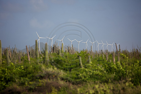 Wind Mill Farm