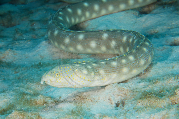 Snake Eel