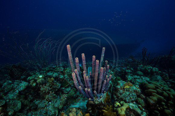 Hilma Hooker Wreck
