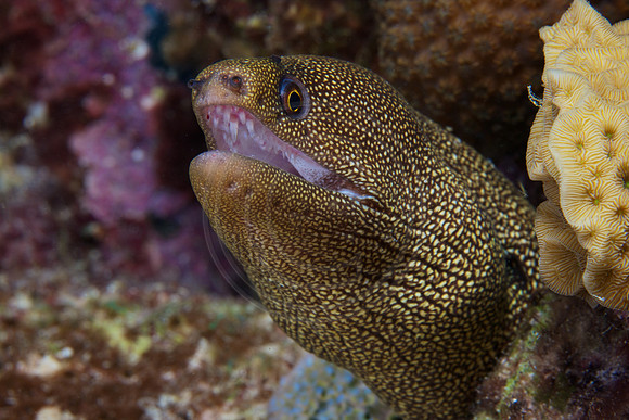 Goldern Tail Moray