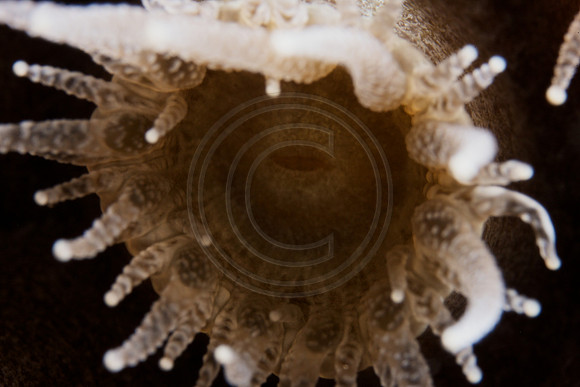 Coral Polyp