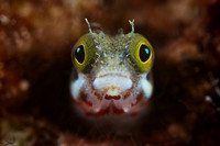 Secretary Blenny