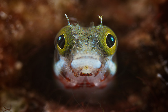 Secretary Blenny
