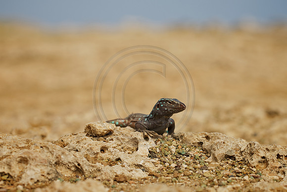 Blue Whip Tail Skink, Slagbaai NP