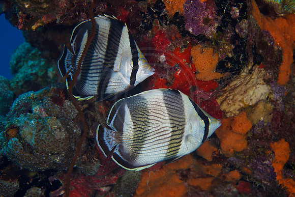 Bonaire Getaway