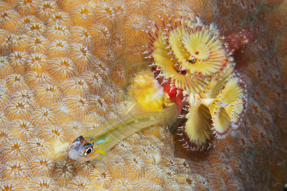 Peppermint Blenny and Christmas Tree Worm