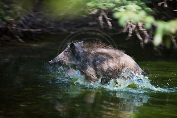 Wild Boar