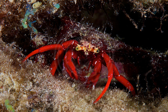 Hermit Crab