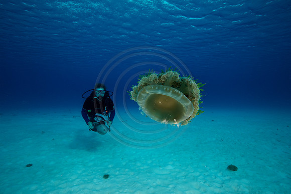 Bonaire Getaway, Bonaire Getaway