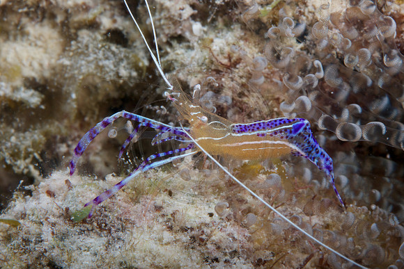 Pederson Shrimp