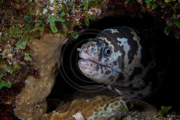 Chain Moray Eel