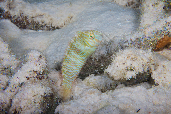 Green Razorfish