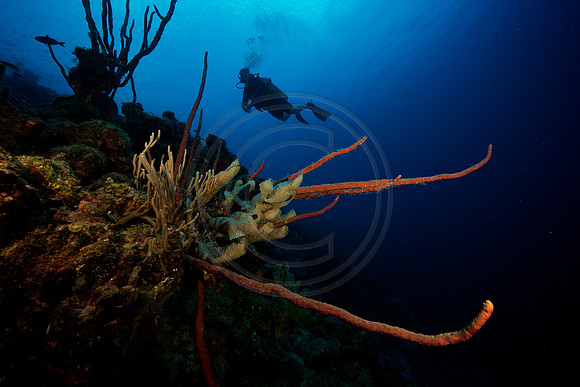 Bonaire Getaway, Bonaire Getaway