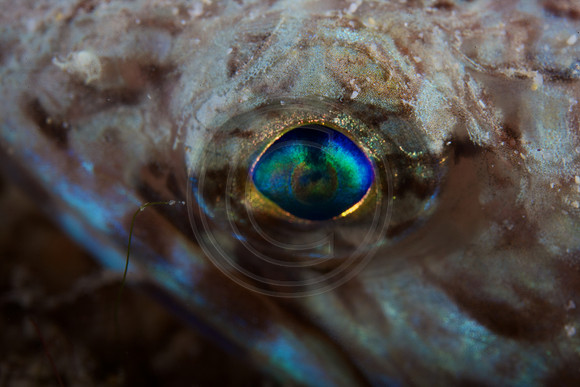 Lizard fish eyes