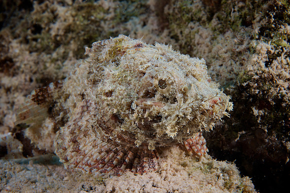 Bonaire Getaway, Bonaire Getaway