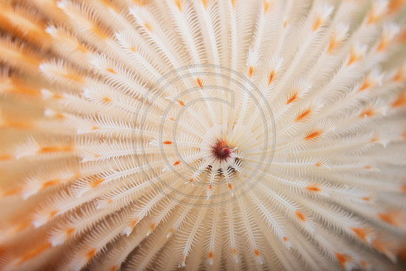 Christmas Tree Worm