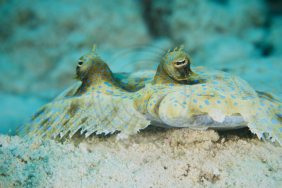Peacock Flounder