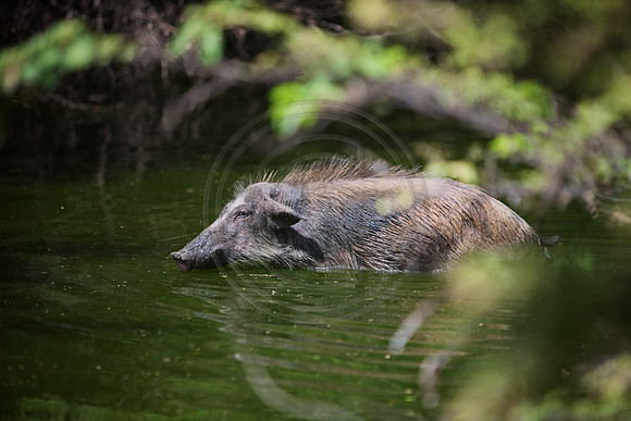 Wild Boar