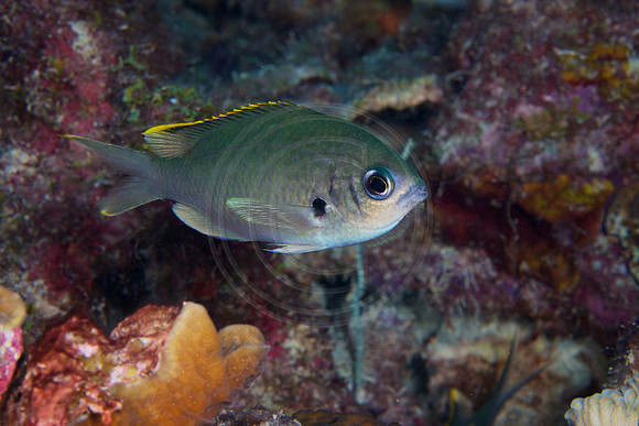 Brown Chromis