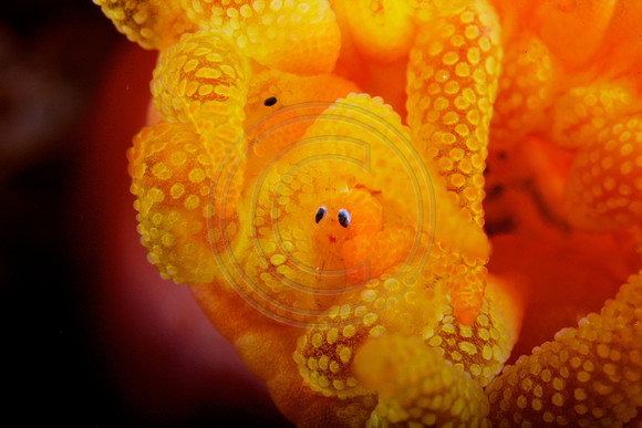 5x life size Yellow Tubestra coral polyp Feeding
